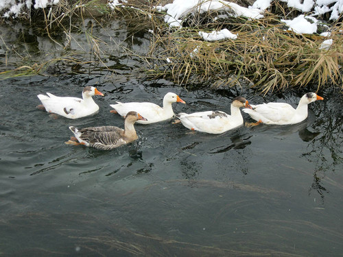 Гуси плывут против течения по каналу с запорошенными снежком